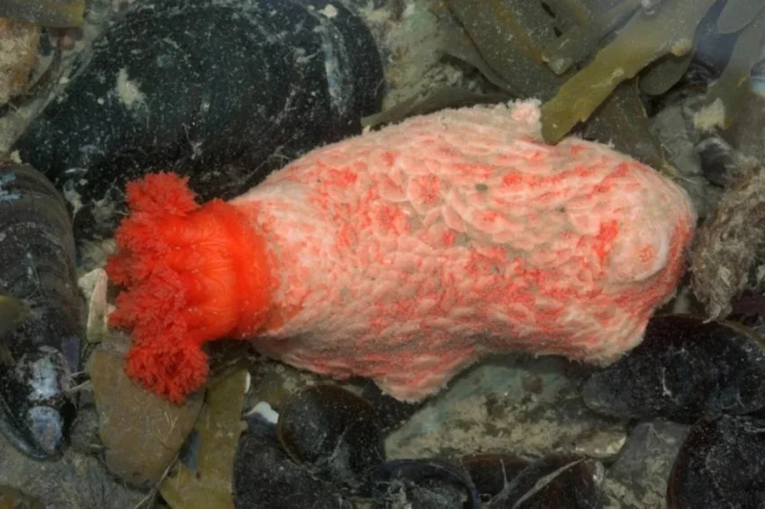 Penemuan Spesies Hewan Abadi di Dasar Laut yang Menakjubkan
